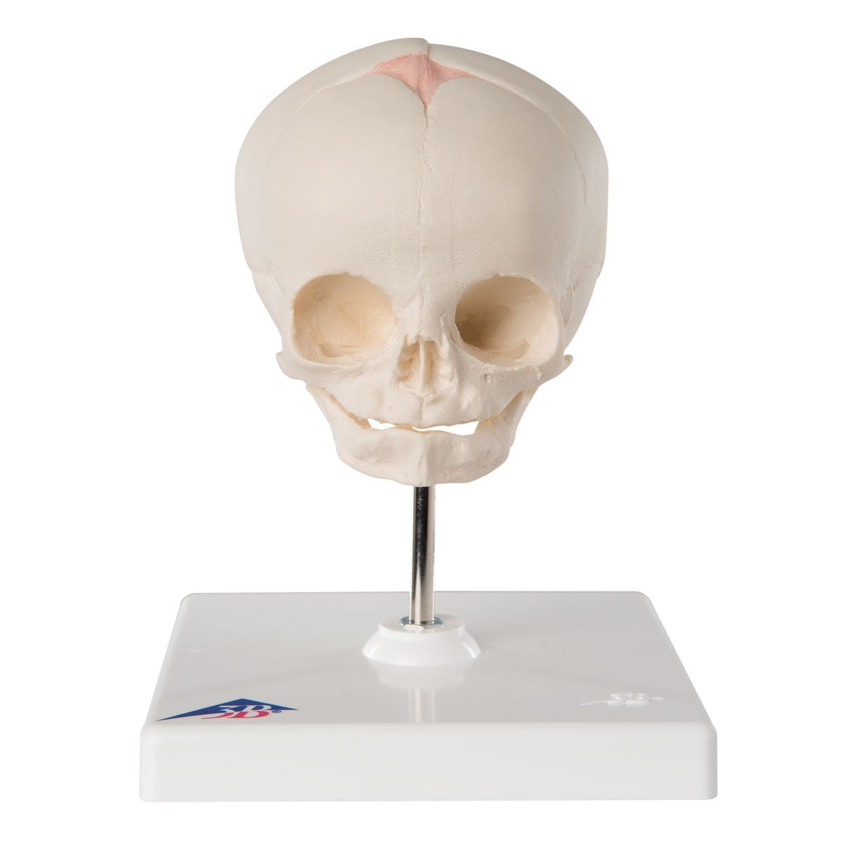 Foetal Skull Model on Stand (30th week)