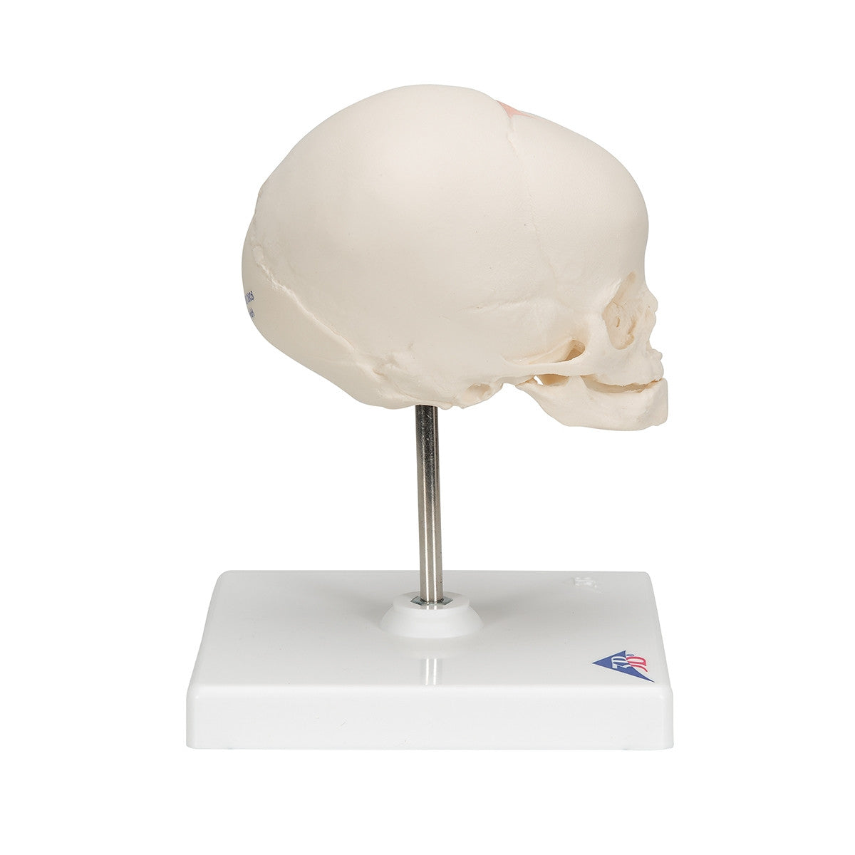 Foetal Skull Model on Stand (30th week)