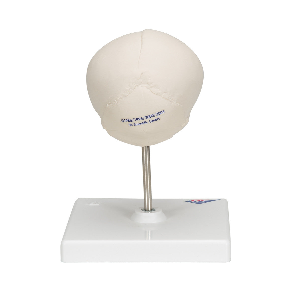 Foetal Skull Model on Stand (30th week)