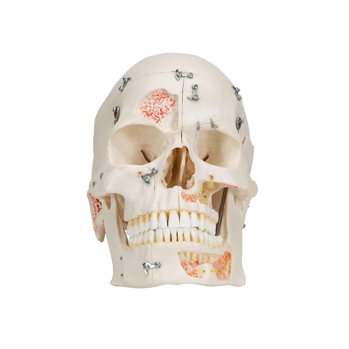 Demonstration Dental Skull Model (10 part)