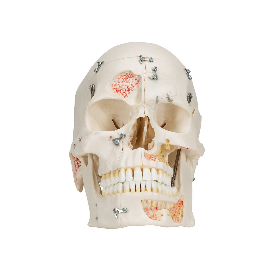 Demonstration Dental Skull Model (10 part)