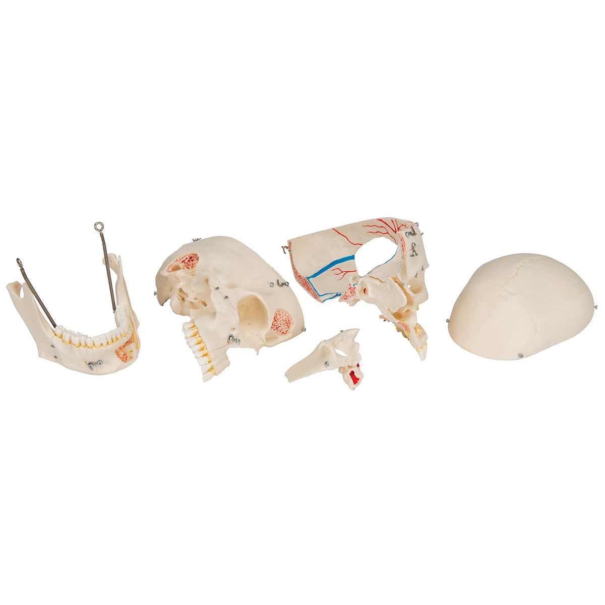 Demonstration Dental Skull Model (10 part)