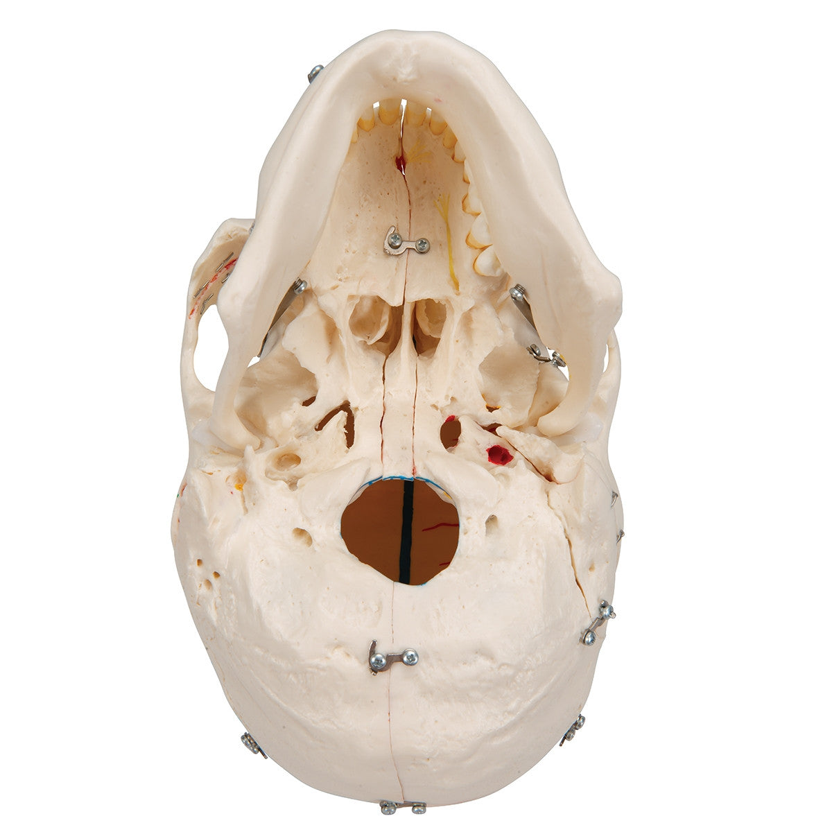 Demonstration Dental Skull Model (10 part)
