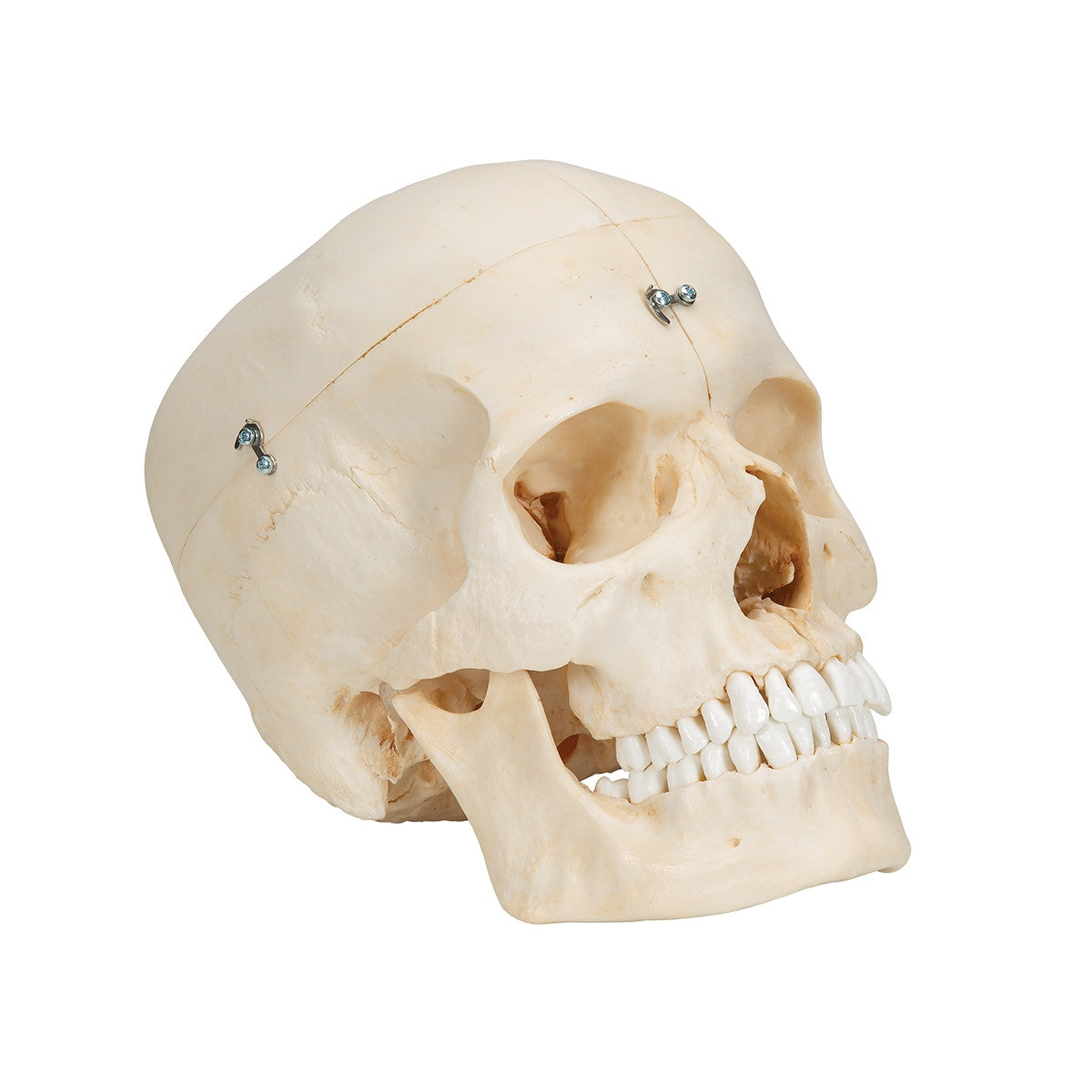 BONElike Skull Model (6 part)