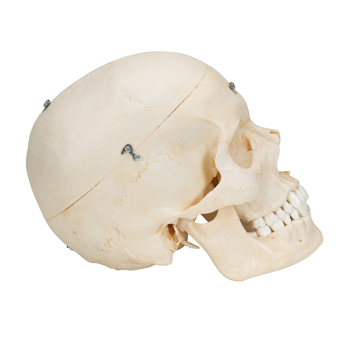 BONElike Skull Model (6 part)