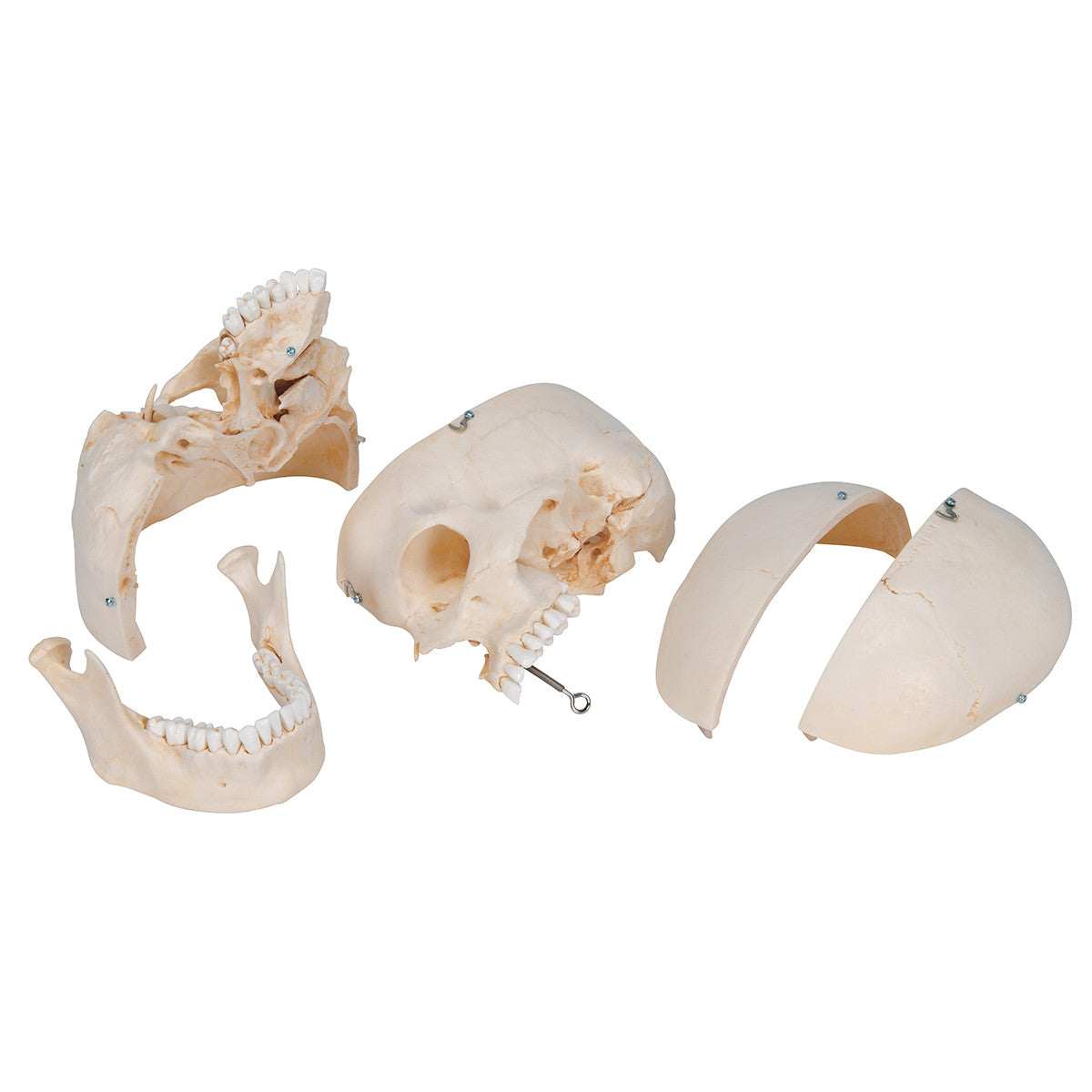 BONElike Skull Model (6 part)