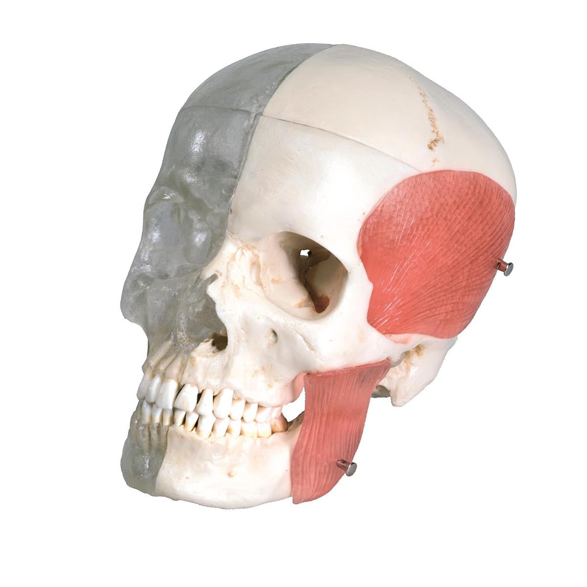 BONElike Combined Transparent / Bony Skull Model (8 part)