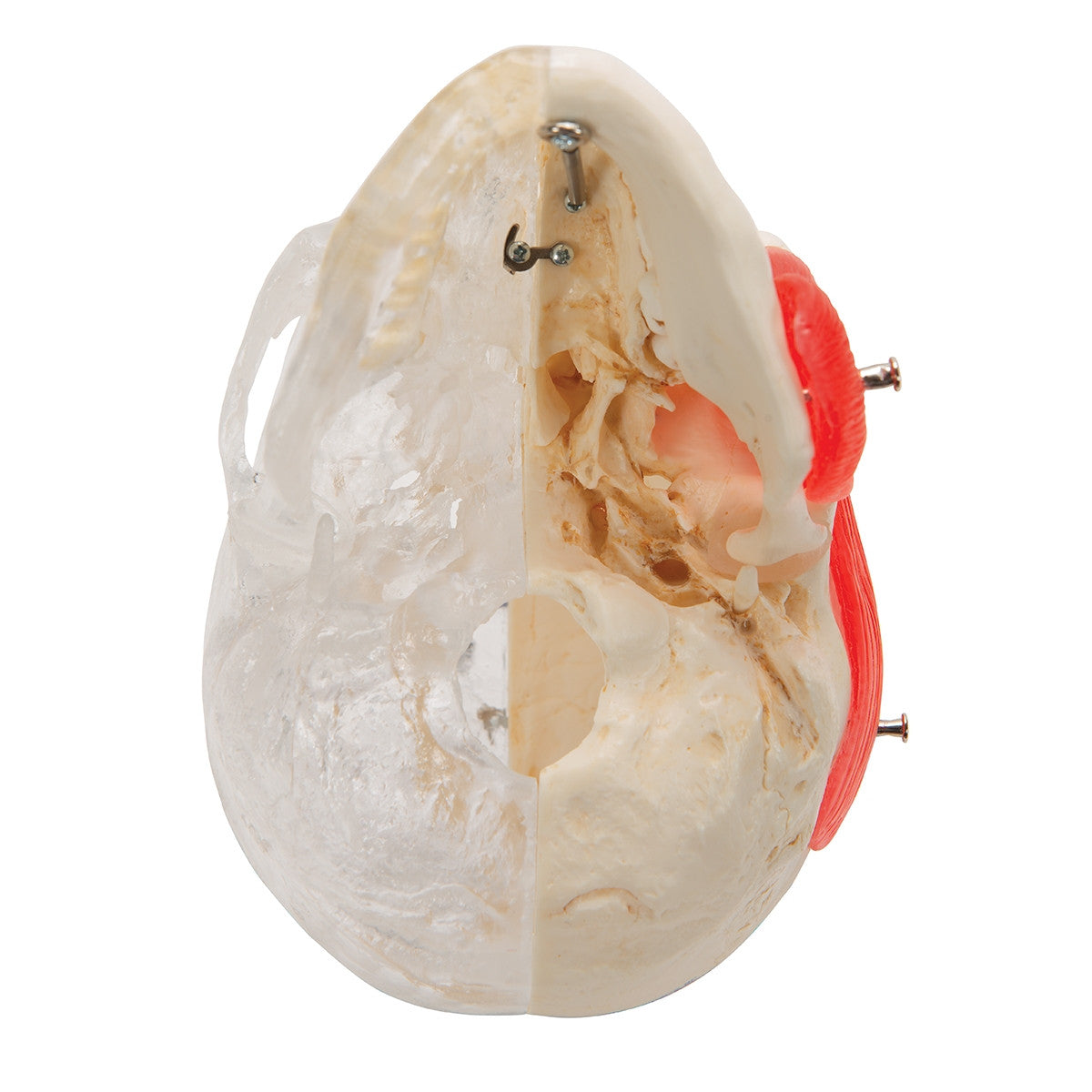 BONElike Combined Transparent / Bony Skull Model (8 part)
