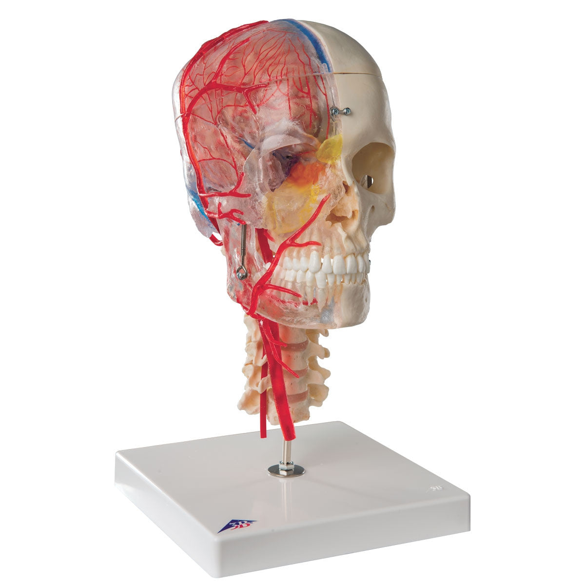 BONElike Didactic Skull and Brain Model (7 Part)