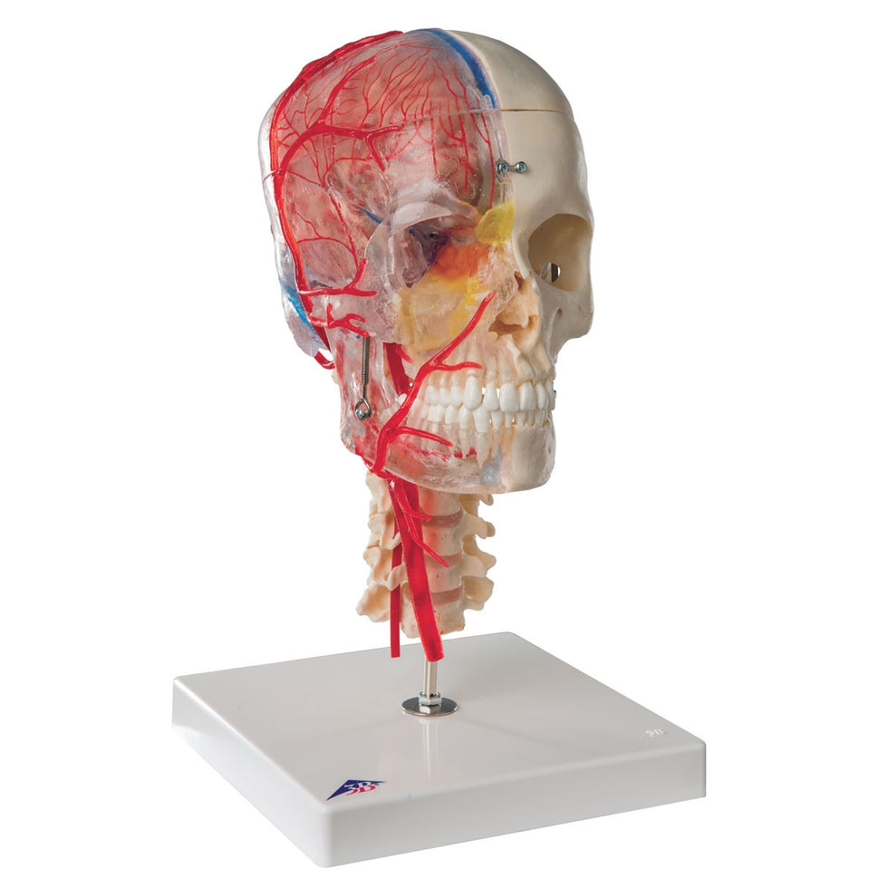 BONElike Didactic Skull and Brain Model (7 Part)