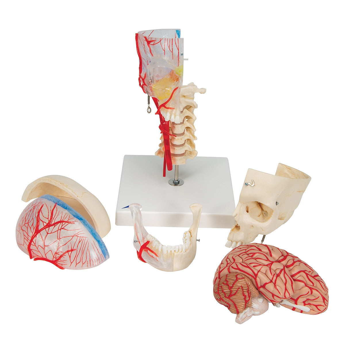 BONElike Didactic Skull and Brain Model (7 Part)