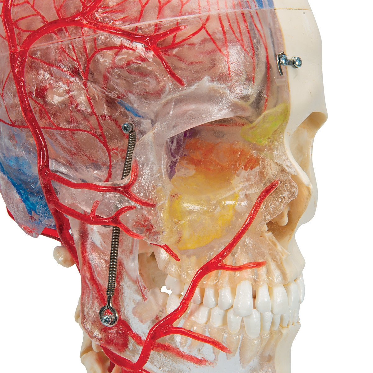 BONElike Didactic Skull and Brain Model (7 Part)