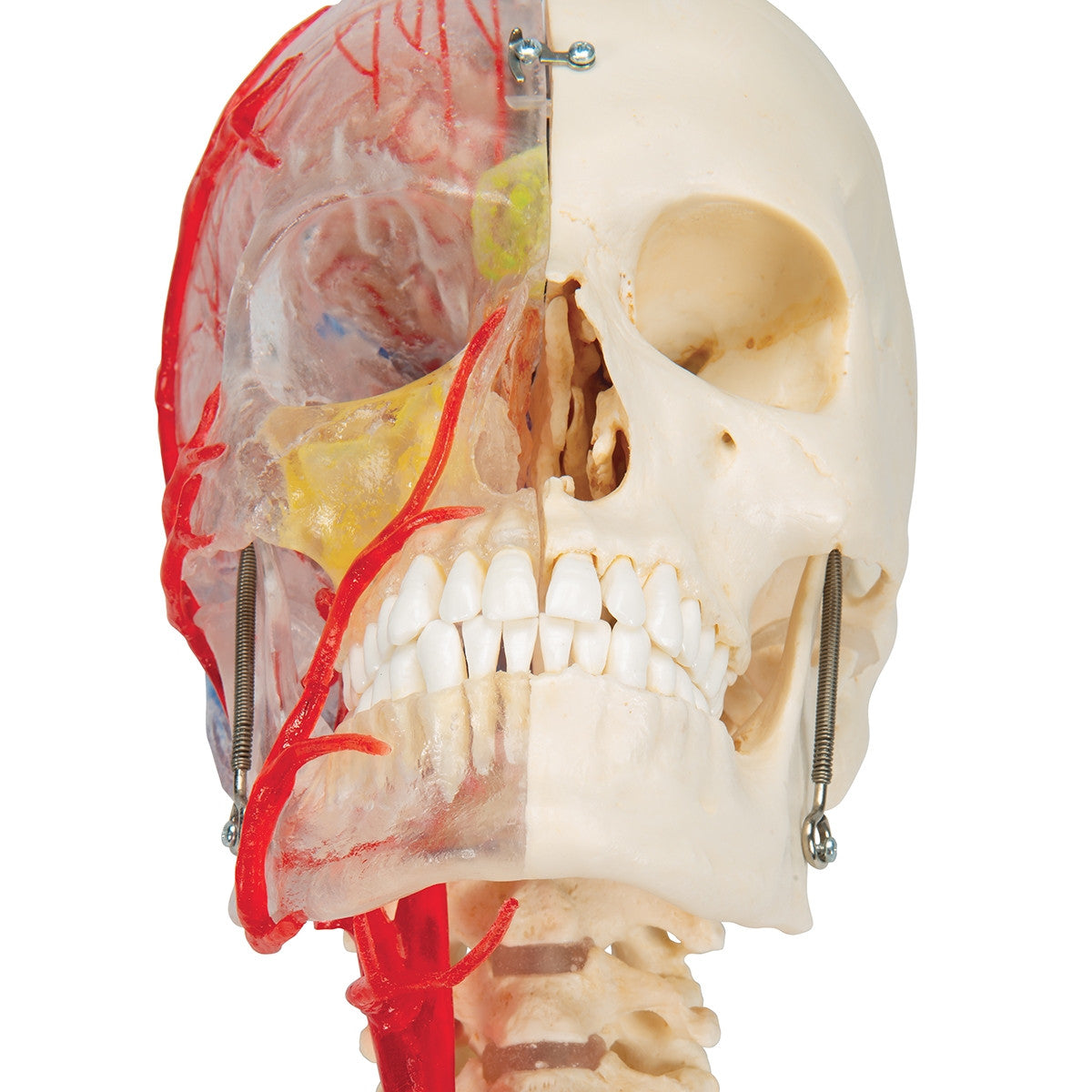 BONElike Didactic Skull and Brain Model (7 Part)