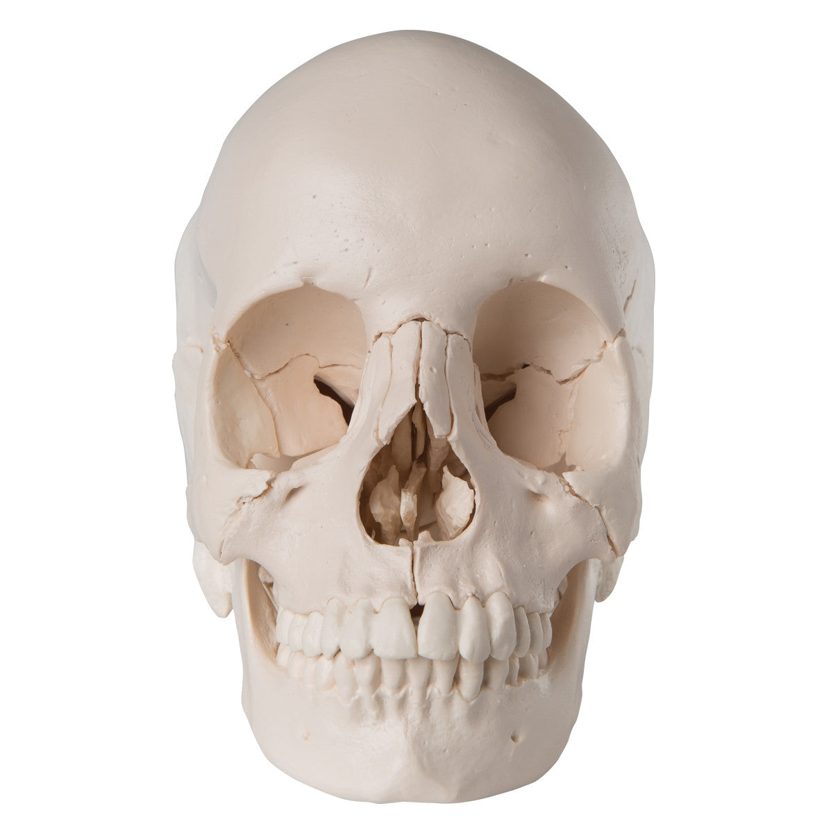 Beauchene Adult Human Skull Model Kit (22 part)