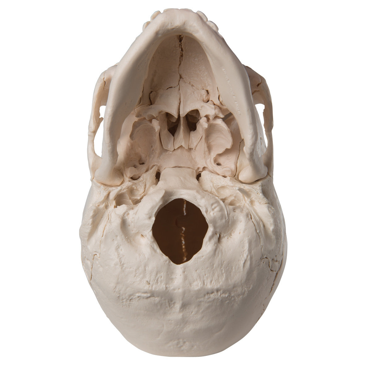 Beauchene Adult Human Skull Model Kit (22 part)