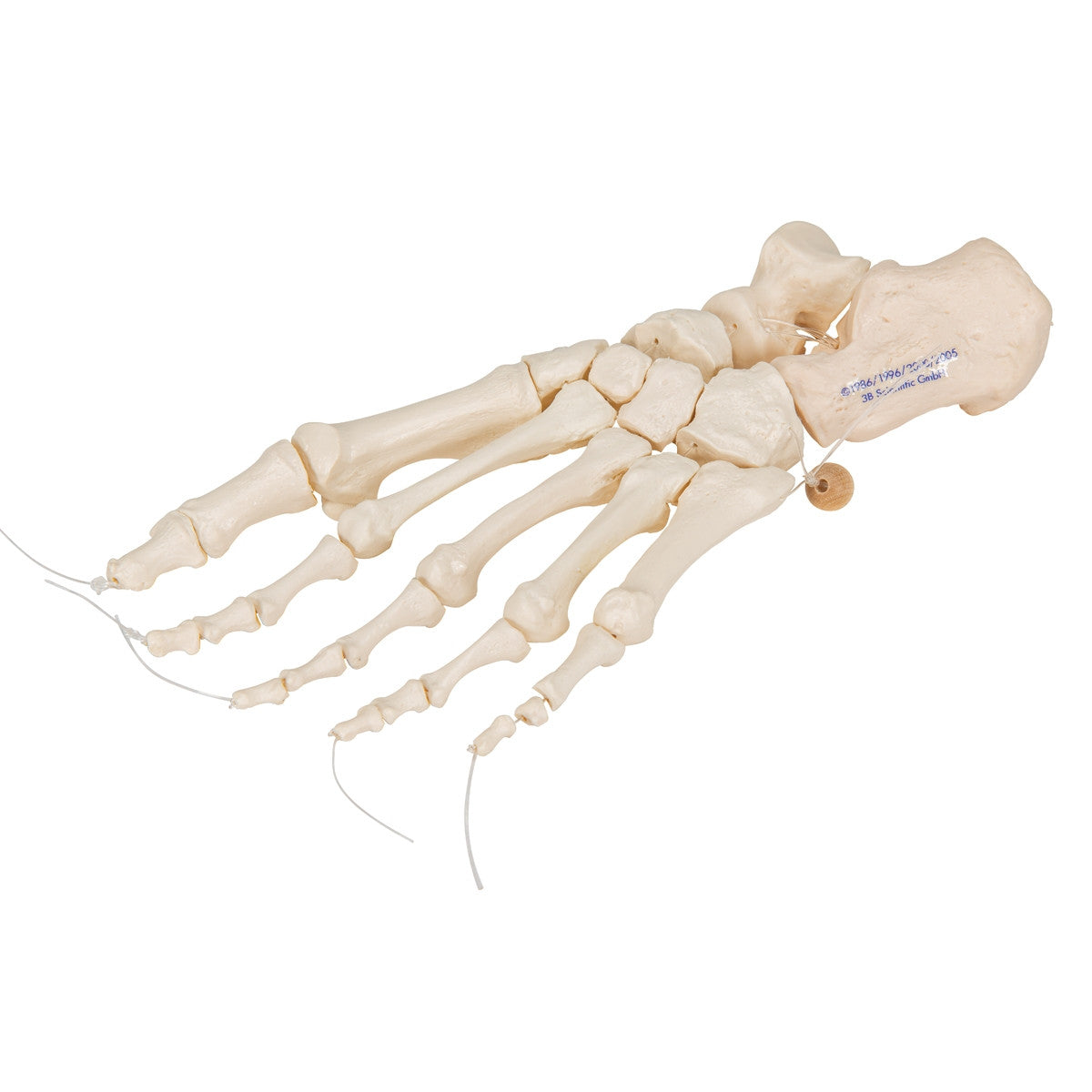 Loose Foot Skeleton Model on Elastic