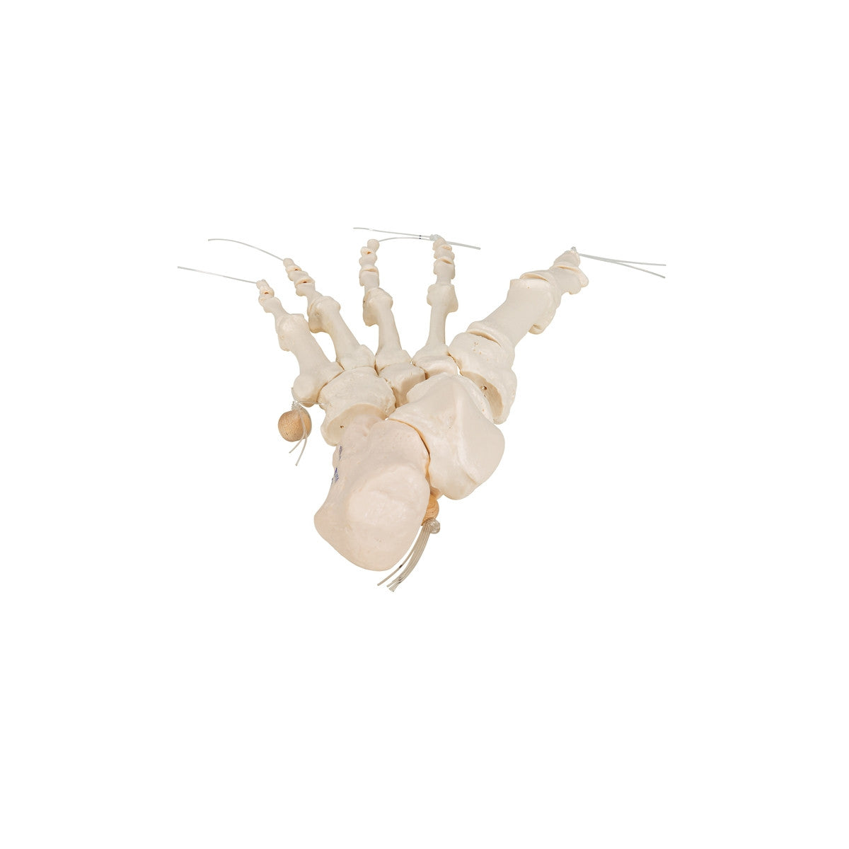 Loose Foot Skeleton Model on Elastic