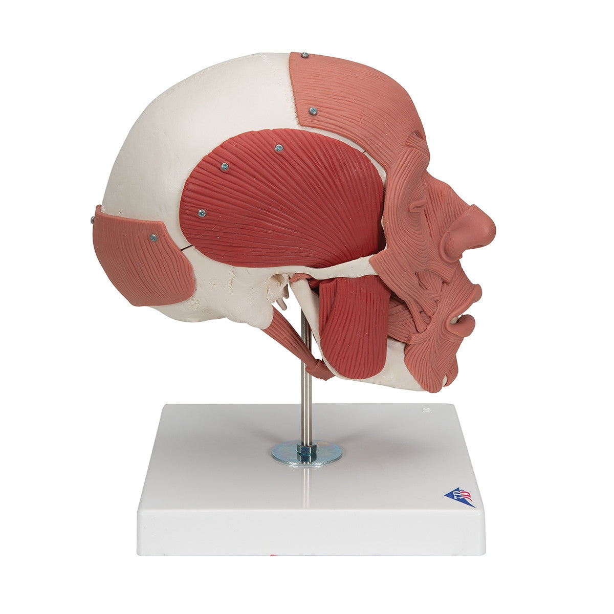 Skull Model with Facial Muscles