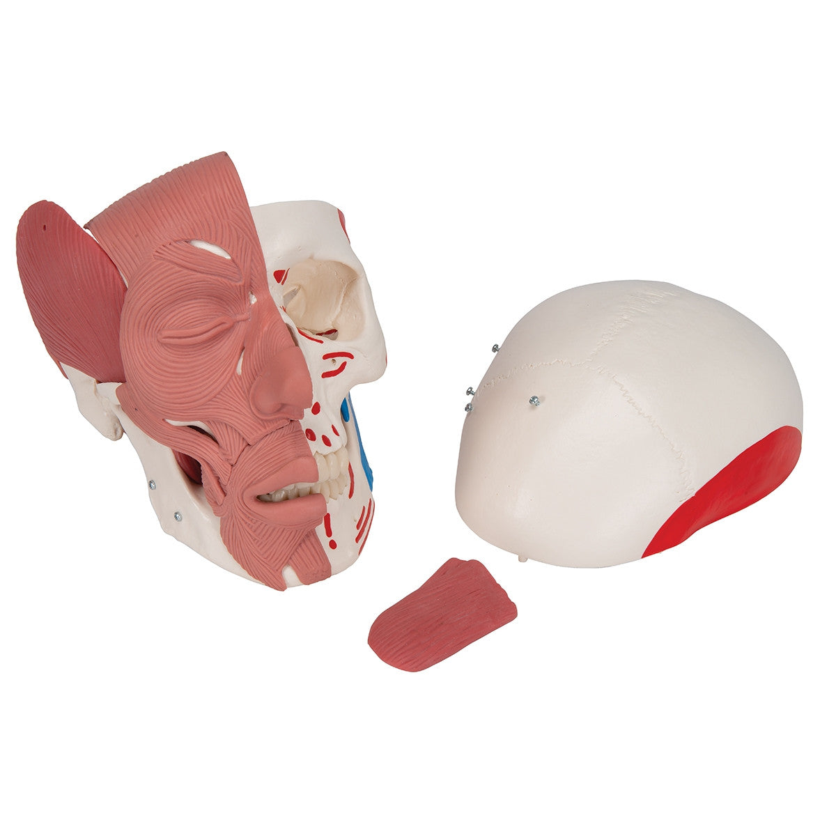 Skull Model with Facial Muscles