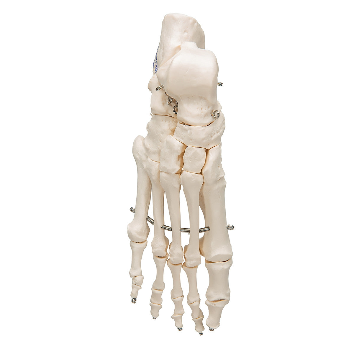 Foot Skeleton Model (wire mounted)