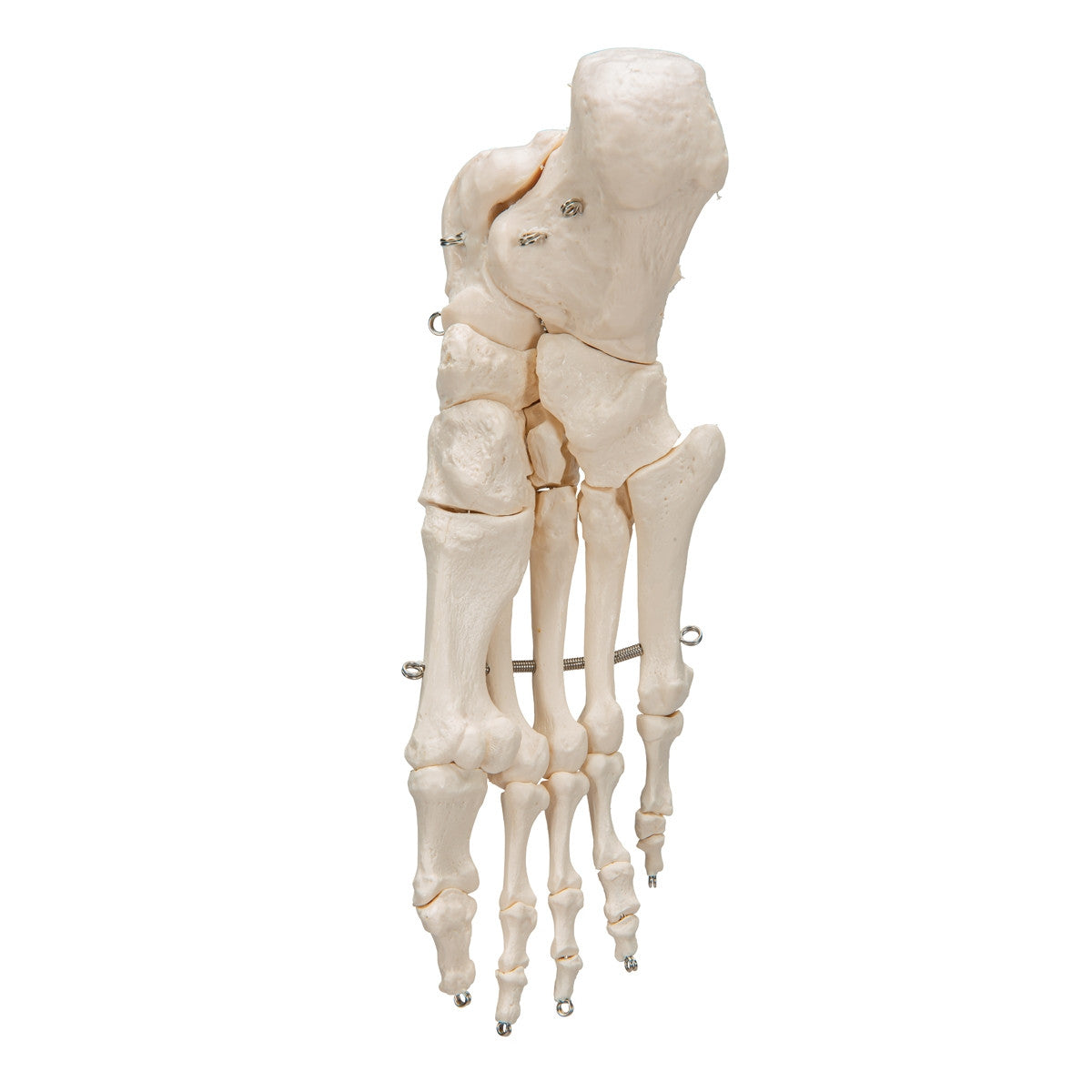 Foot Skeleton Model (wire mounted)