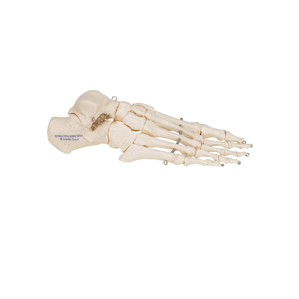 Foot Skeleton Model (wire mounted)