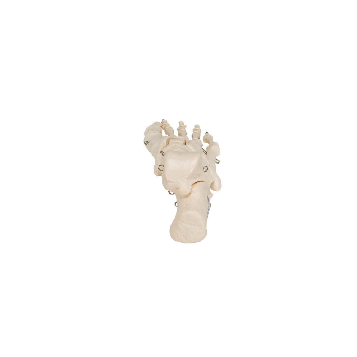 Foot Skeleton Model (wire mounted)