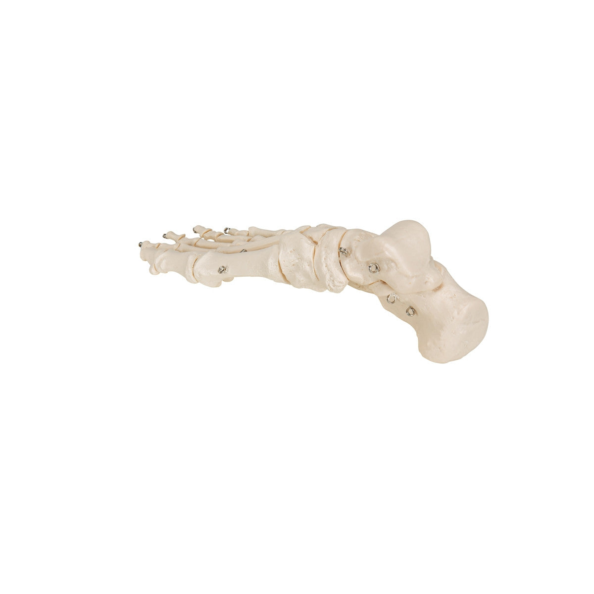 Foot Skeleton Model (wire mounted)