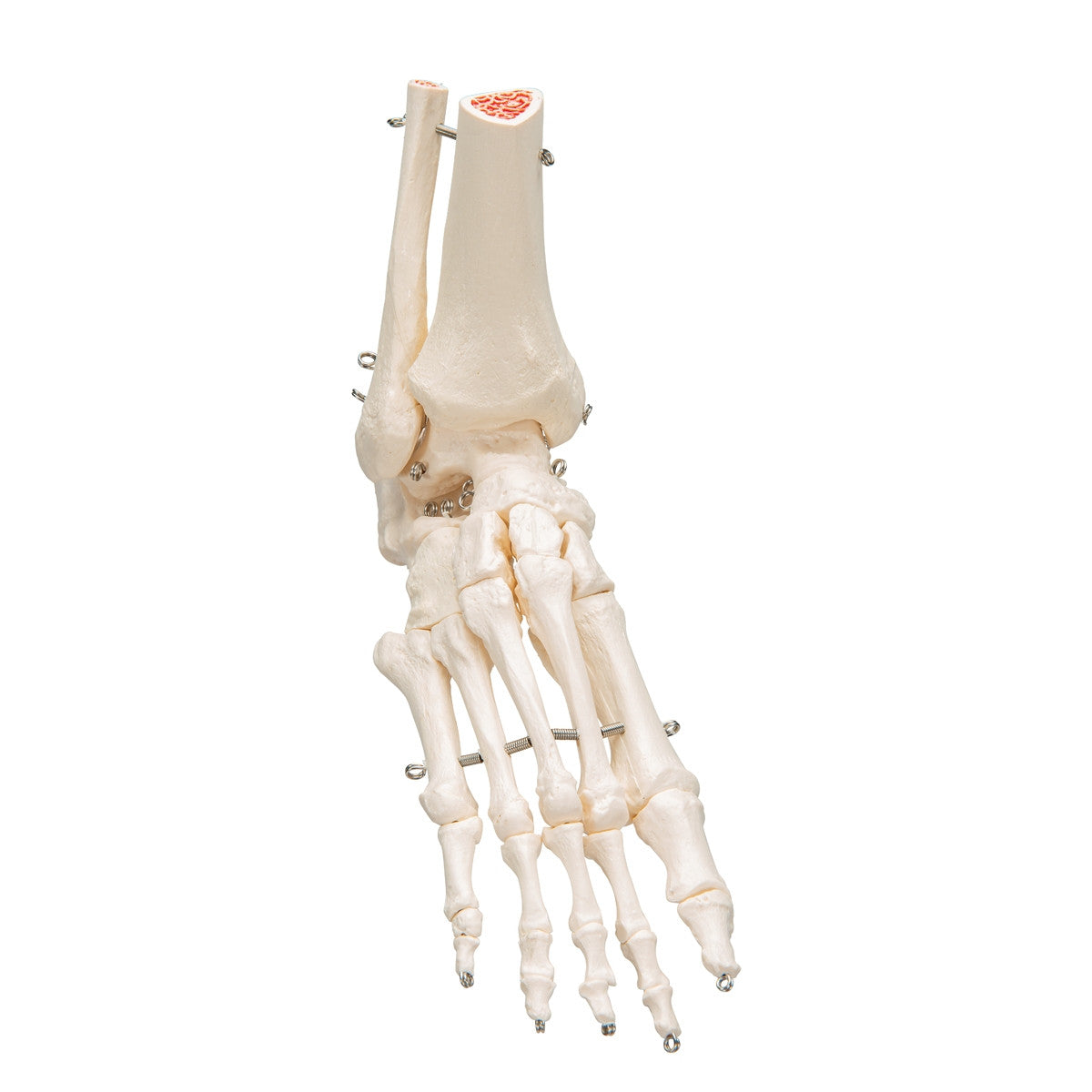 Flexible Foot and Ankle Model