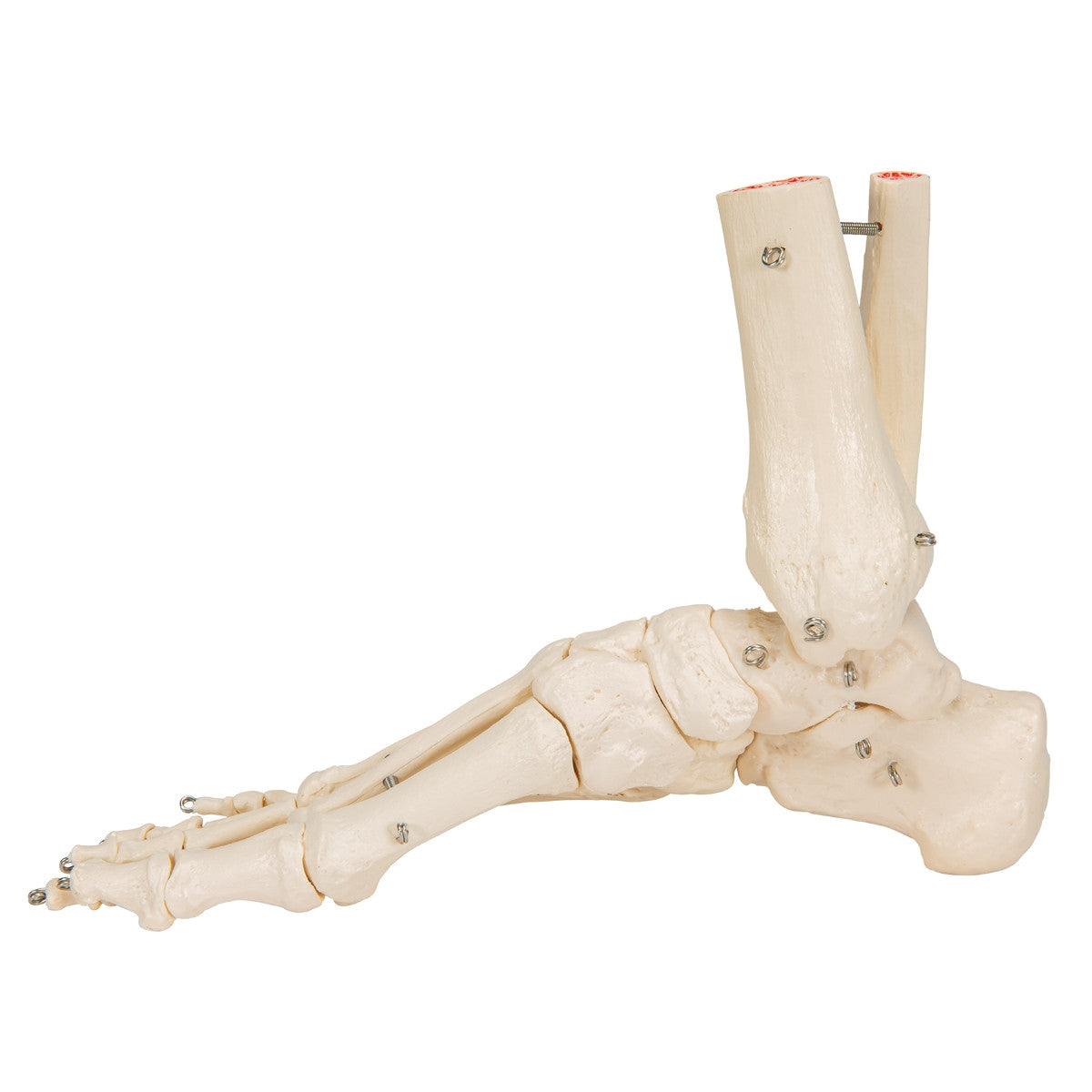 Flexible Foot and Ankle Model