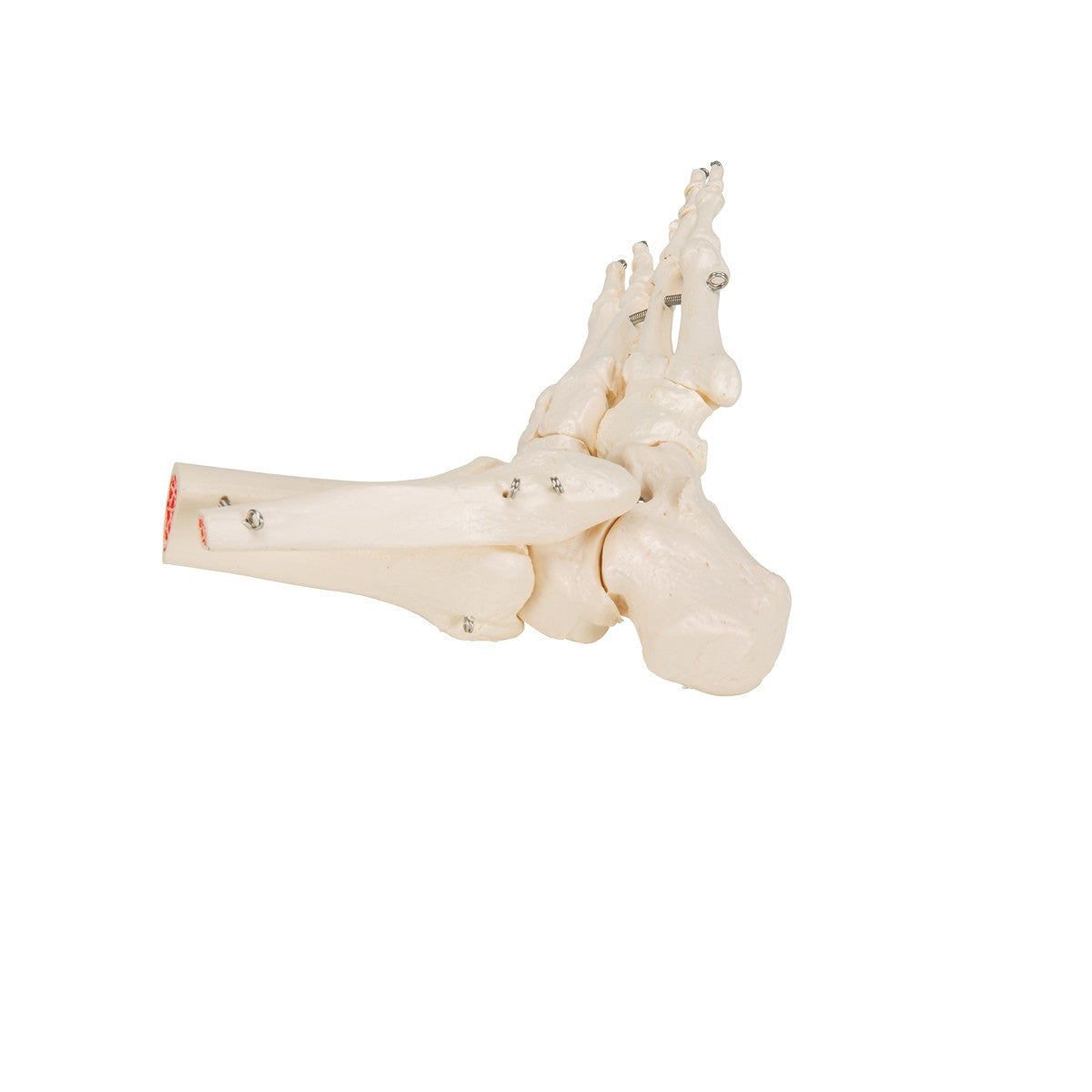 Flexible Foot and Ankle Model
