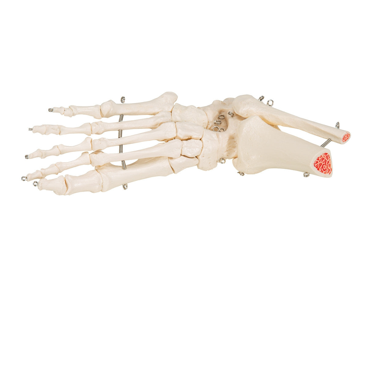Flexible Foot and Ankle Model