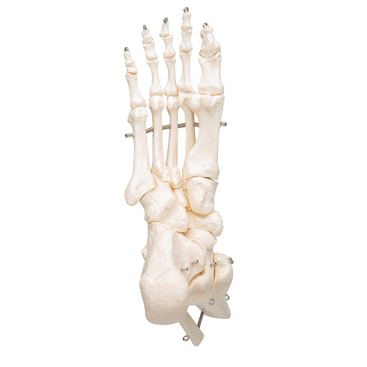 Flexible Foot and Ankle Model