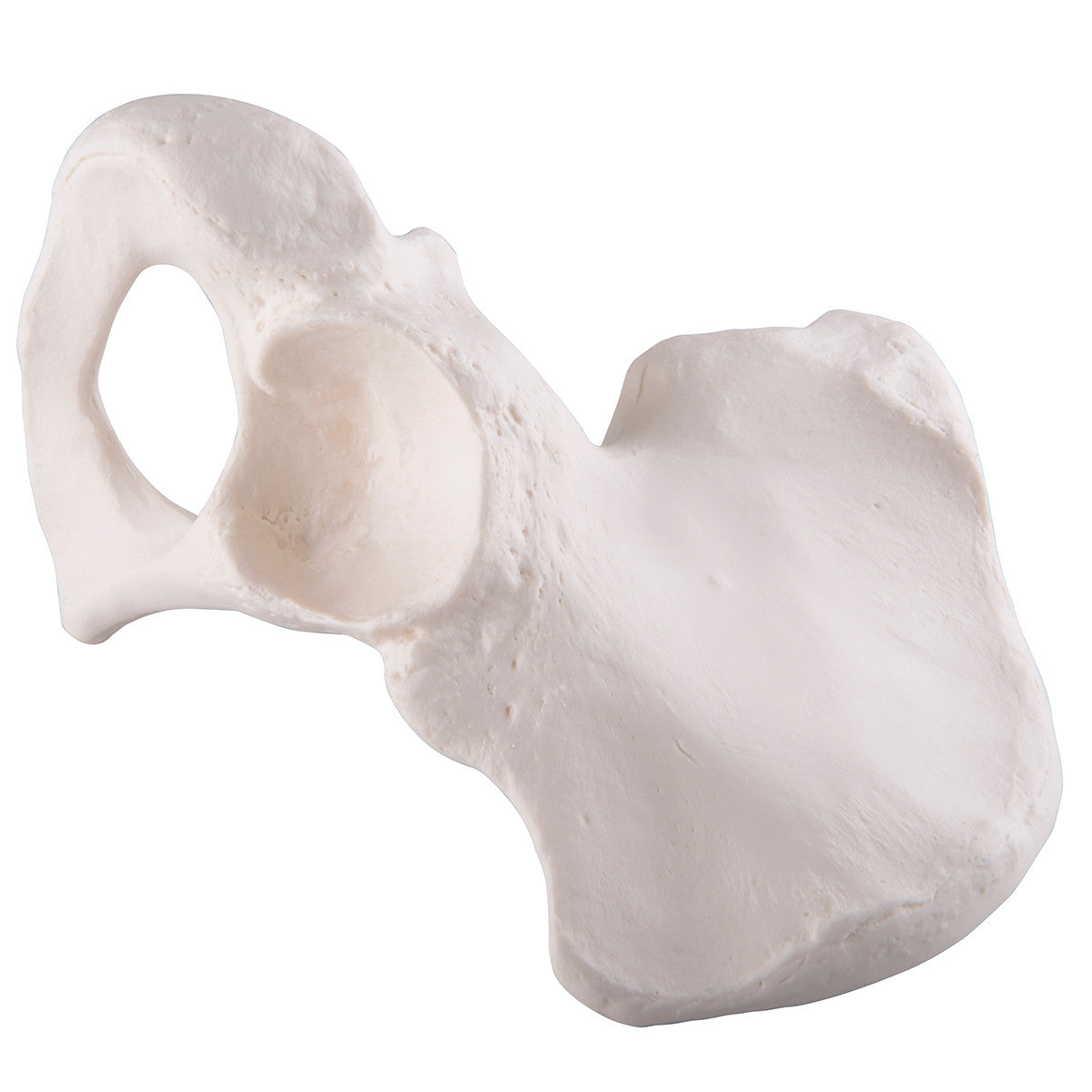 Hip Bone Model