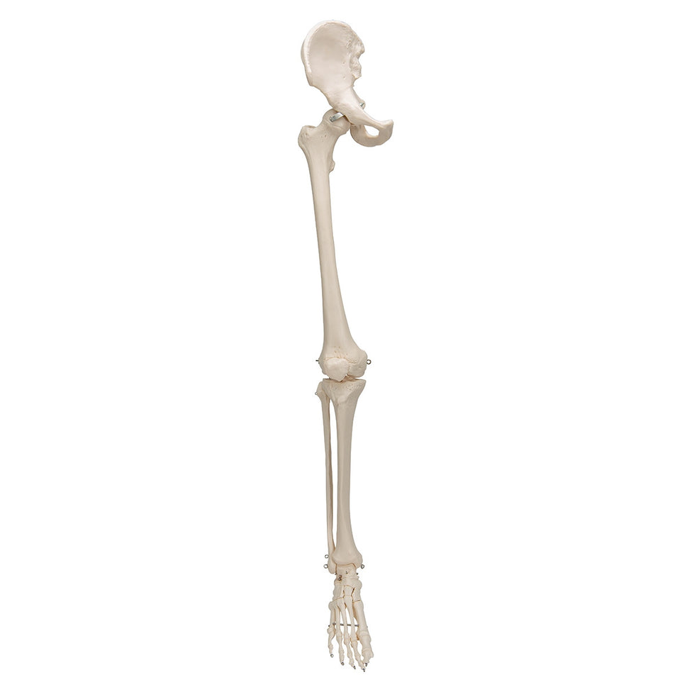 Leg Skeleton Model with Hip Joint