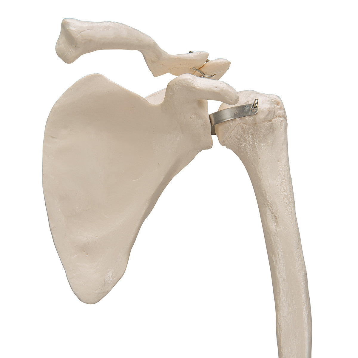 Arm Skeleton Model with Scapula and Clavicle