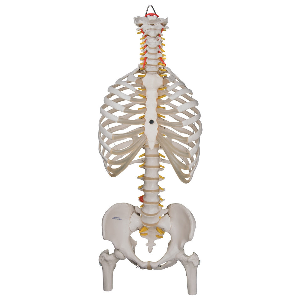 Flexible Spine Model with Ribs, Pelvis and Femur Heads
