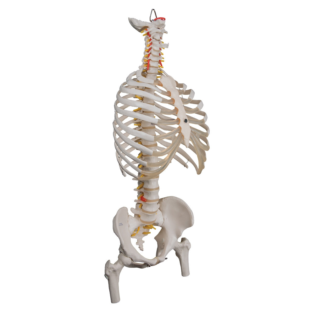Flexible Spine Model with Ribs, Pelvis and Femur Heads