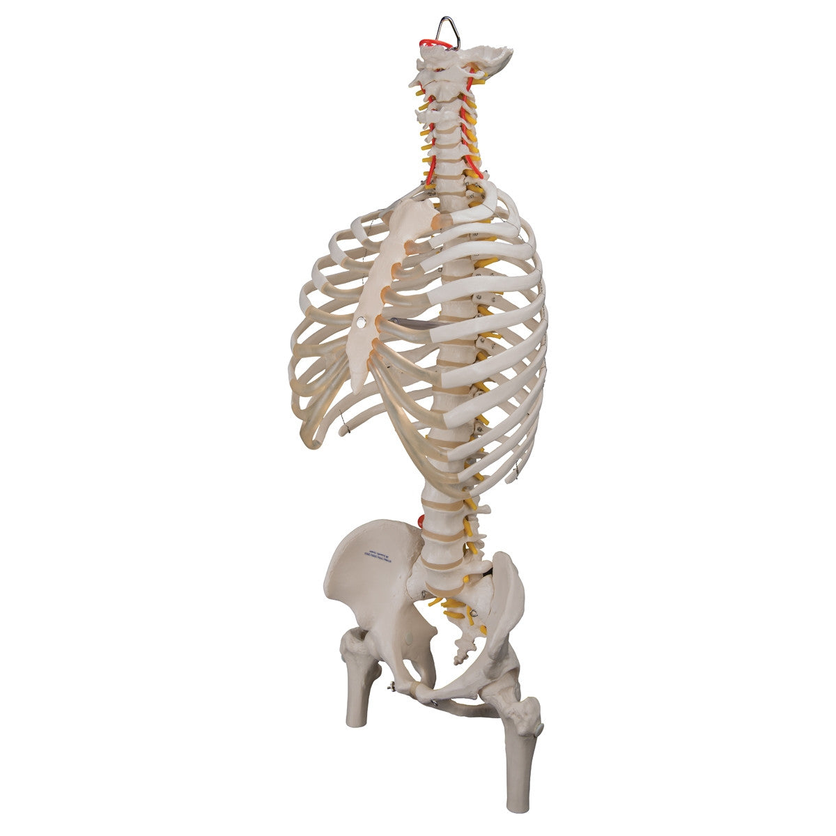 Flexible Spine Model with Ribs, Pelvis and Femur Heads