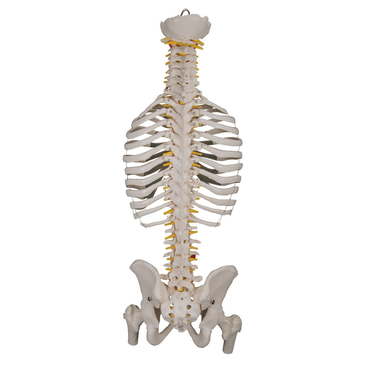 Flexible Spine Model with Ribs, Pelvis and Femur Heads