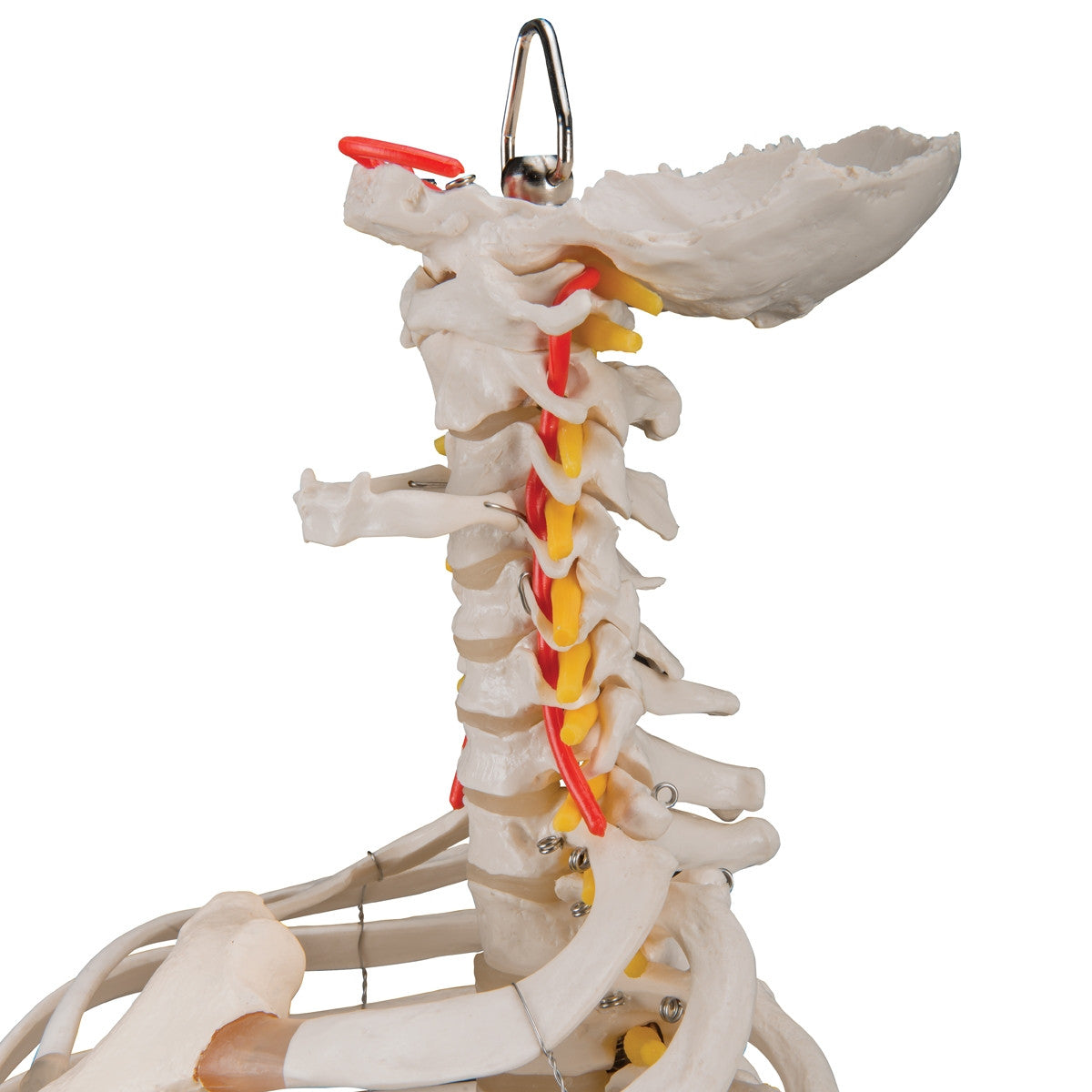 Flexible Spine Model with Ribs, Pelvis and Femur Heads