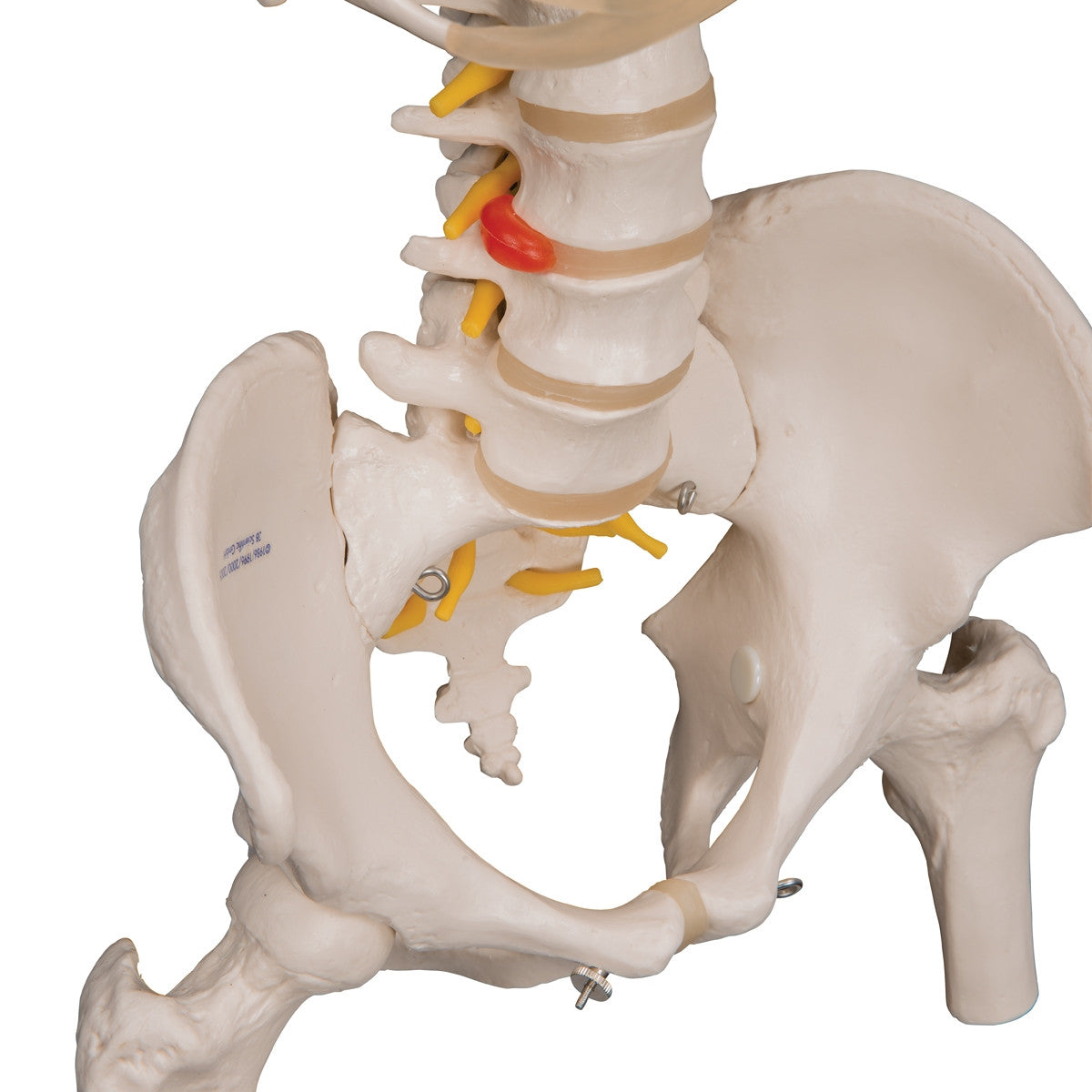 Flexible Spine Model with Ribs, Pelvis and Femur Heads
