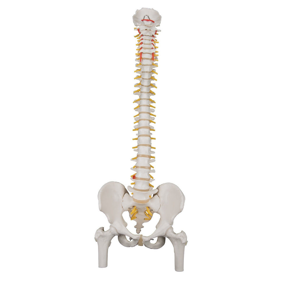 Classic Flexible Spine Model with Femoral Heads