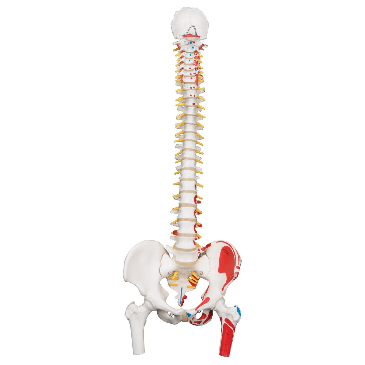 Classic Flexible Spine Model with with Femur Heads and Painted Muscles