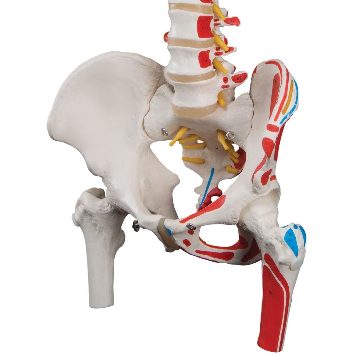 Classic Flexible Spine Model with with Femur Heads and Painted Muscles