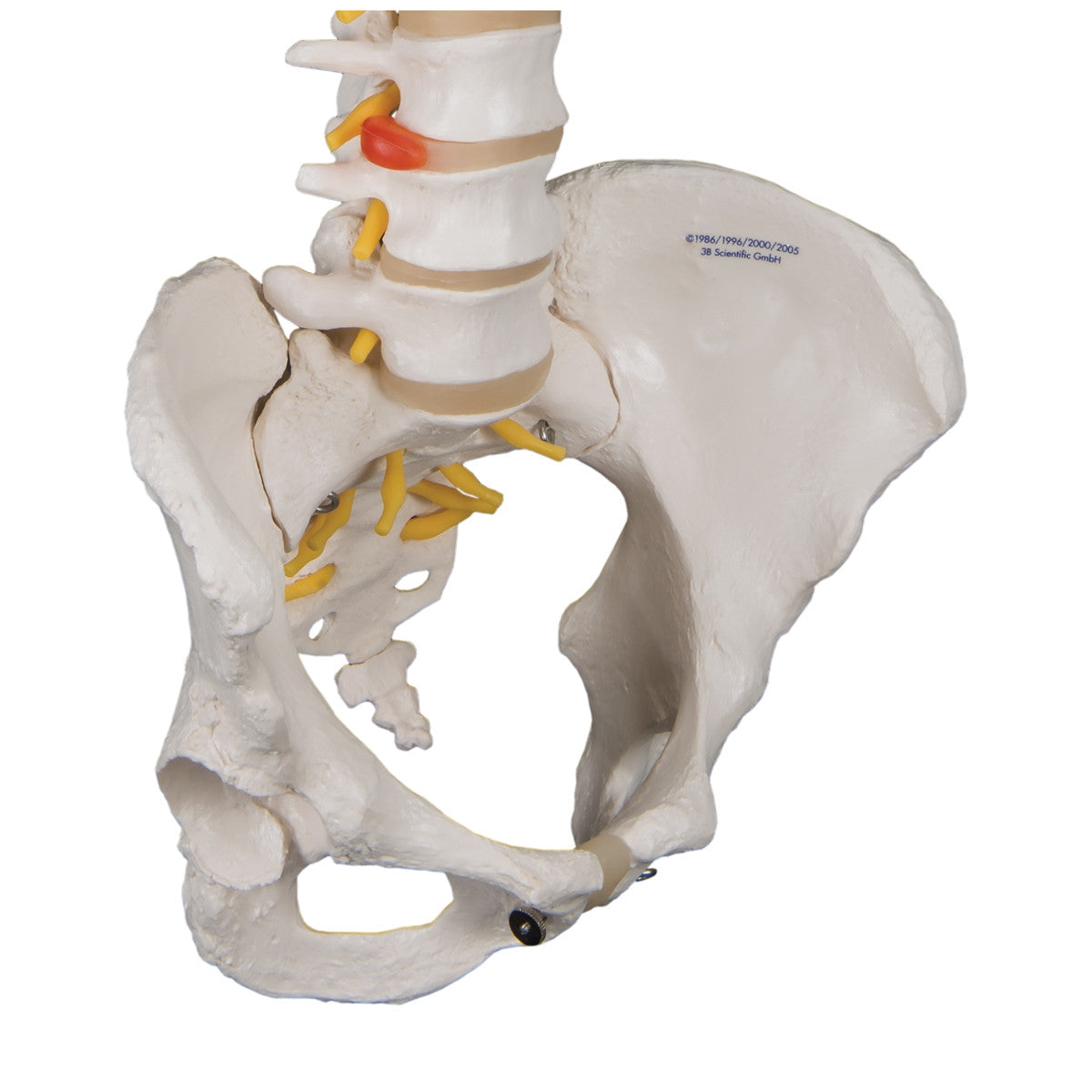 Classic Flexible Spine Model with Female Pelvis