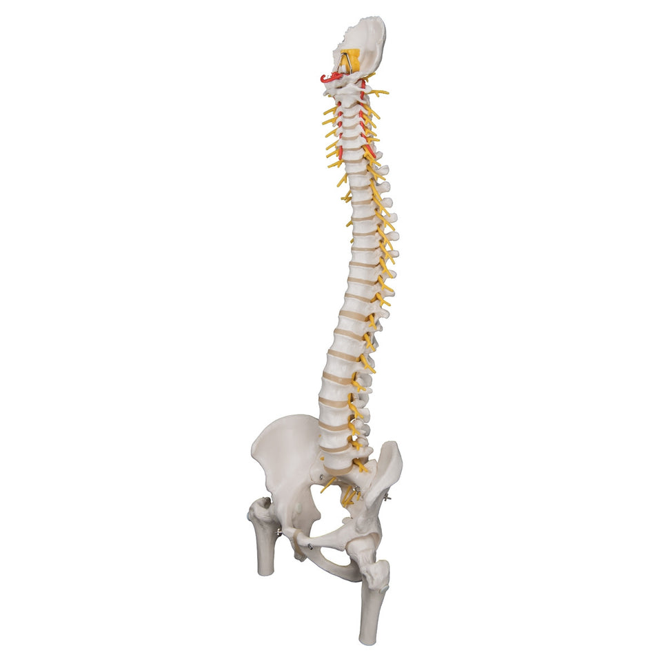 Deluxe Flexible Spine Model with Femur Heads