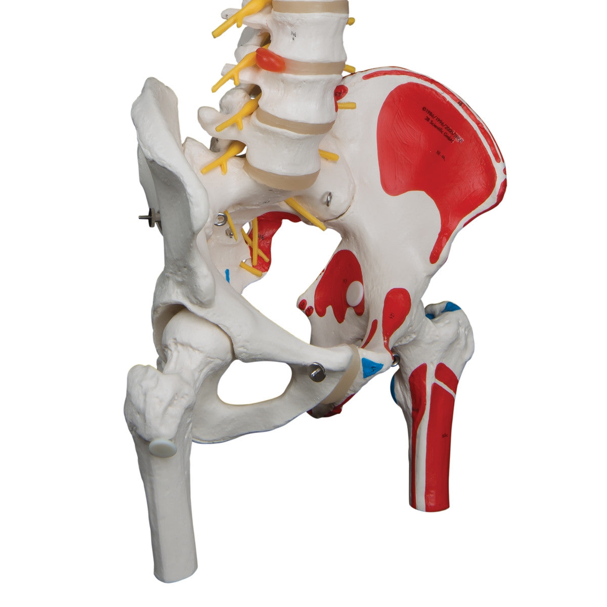 Flexible Spine Model with Femur Heads and Painted Muscles