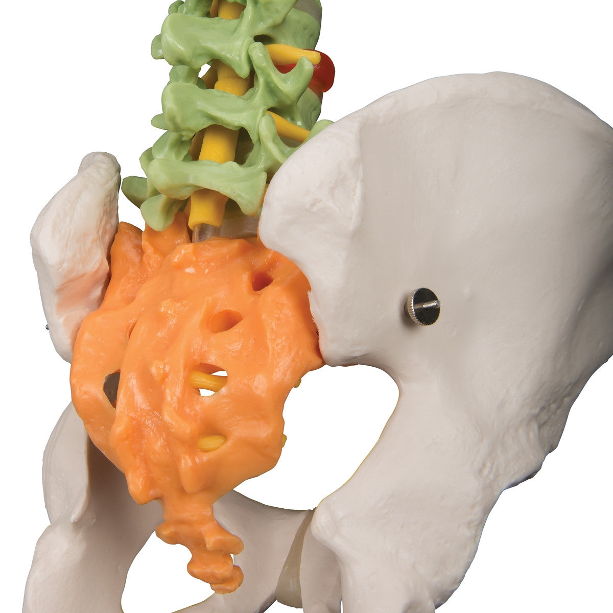 Didactic Flexible Spine Model