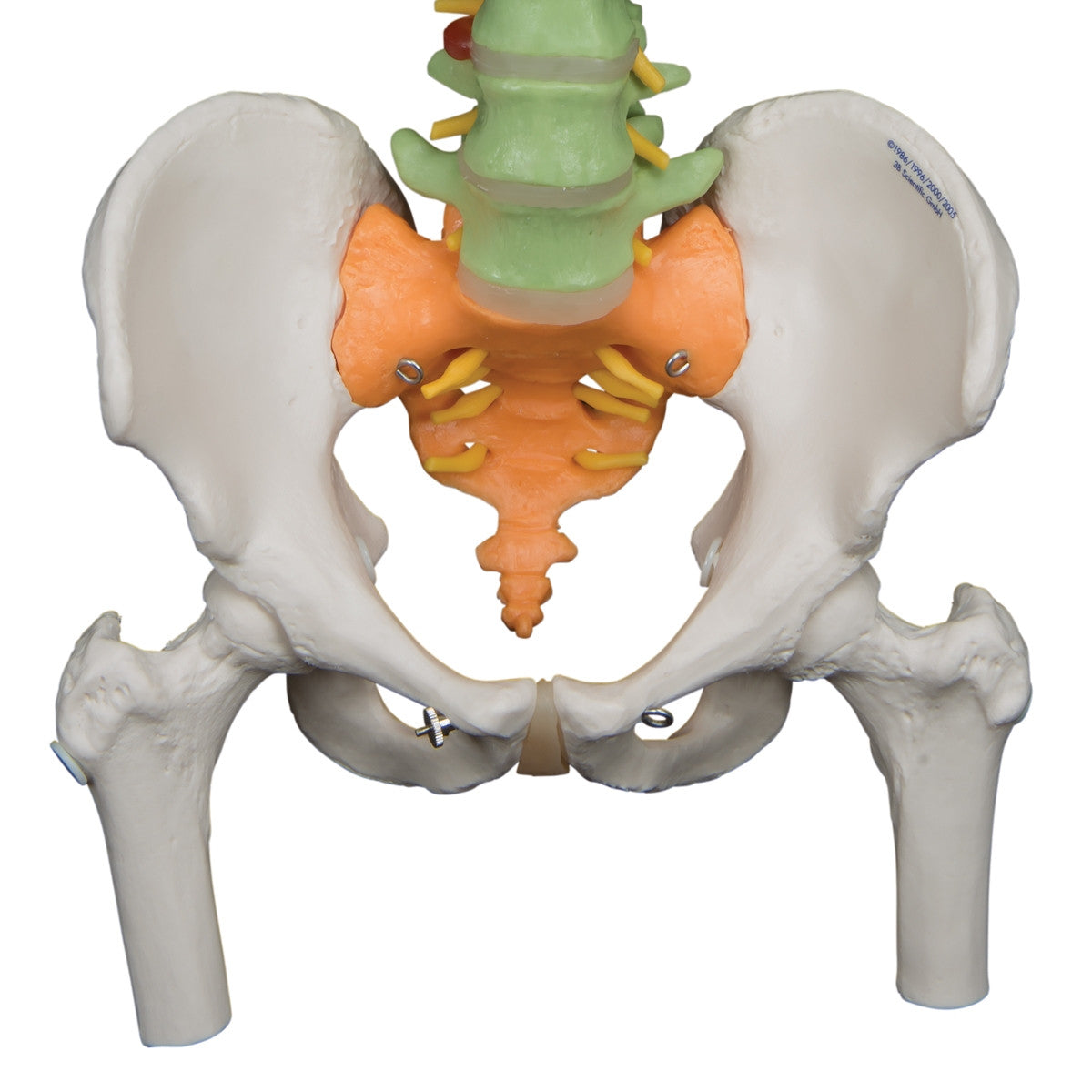 Didactic Flexible Spine Model with Femur Heads